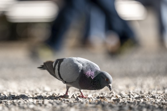 Eine Taube sucht im Kies des Stadelhoferplatz nach Futter fotografiert am Freitag, 17. April 2026 in Zuerich. Nachdem die Stadt den Bestand regulierte, hat der Verein Stadttauben eine Motion zum Schut ...