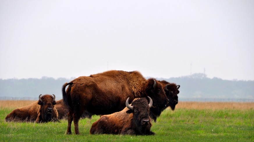 bison Askania Nova ukraine
