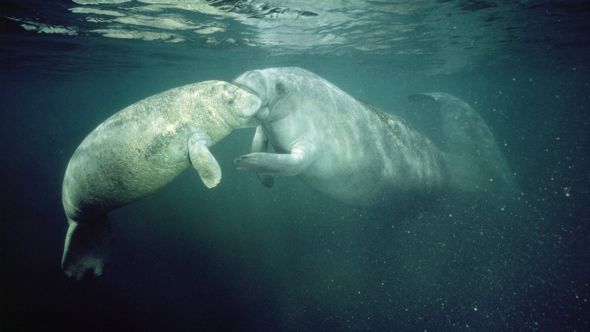 Manatee - mother &amp; young mouthing Trichechus manatus PUBLICATIONxINxGERxSUIxAUTxONLY Copyright: FrancoisxGohier 10850522