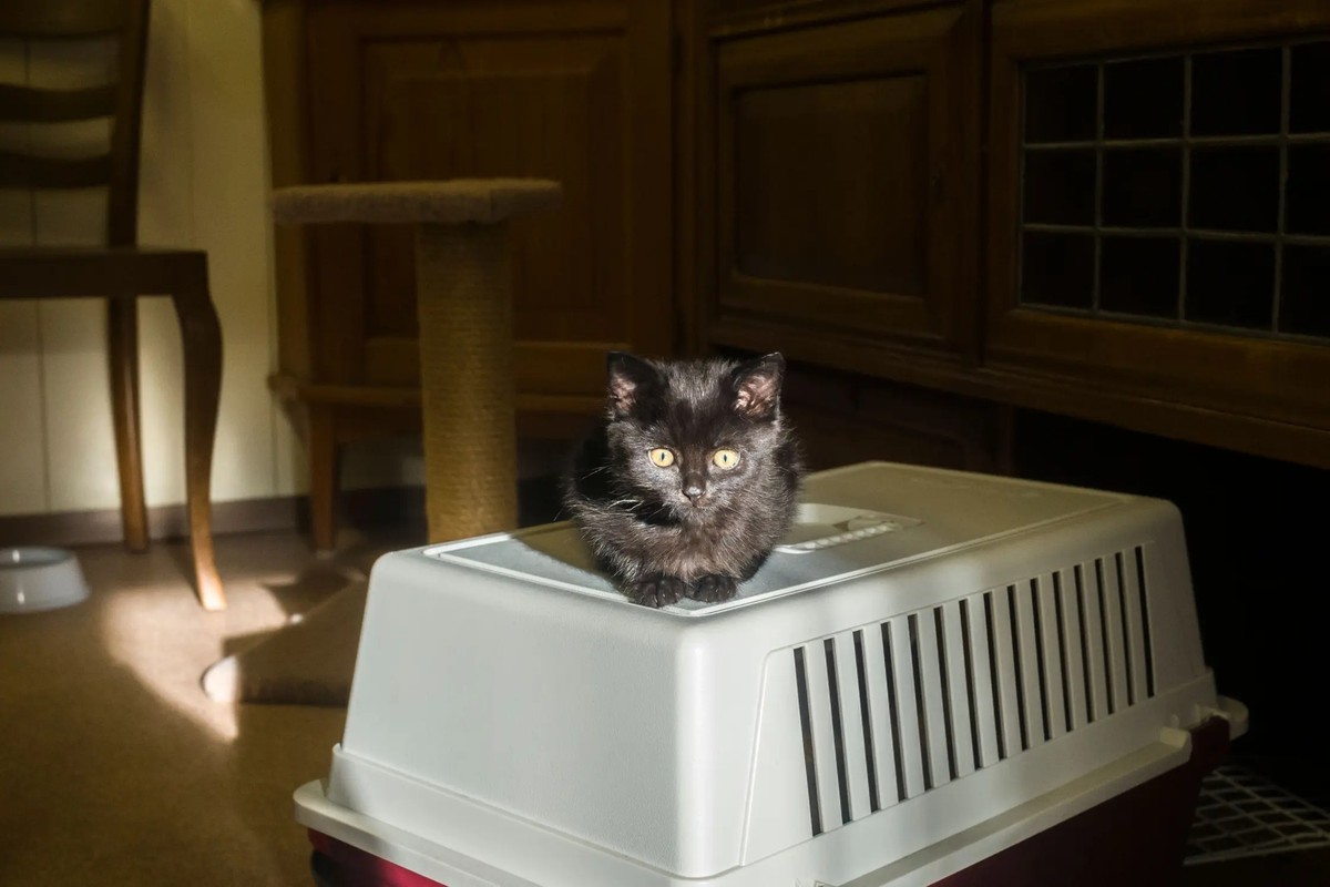 Katze