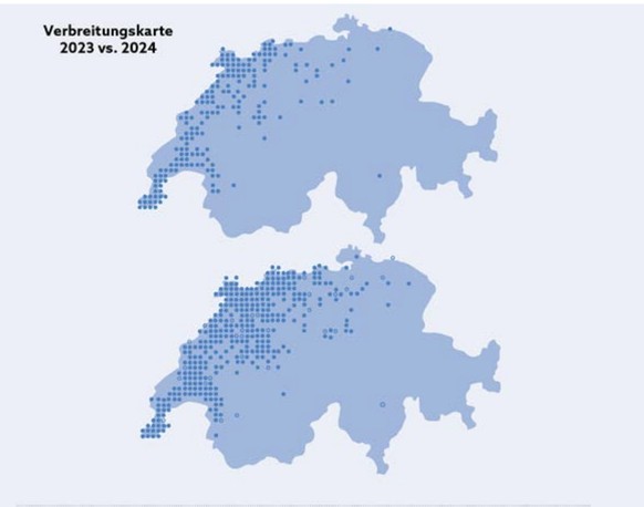 Exponentielle Zunahme der Asiatischen Hornisse in der Schweiz