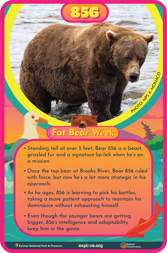 Bär 856 Fact Card