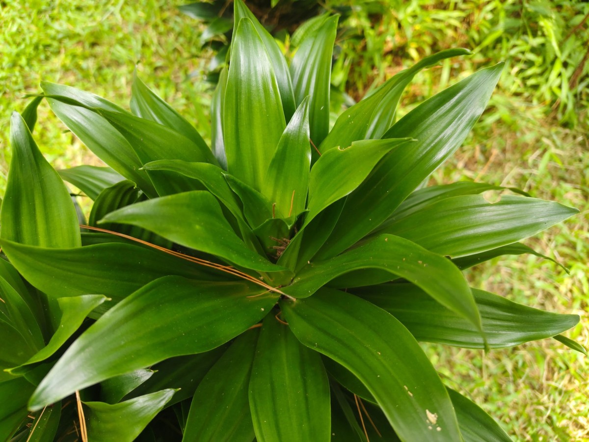 Dracaena fragrans 'Compacta'