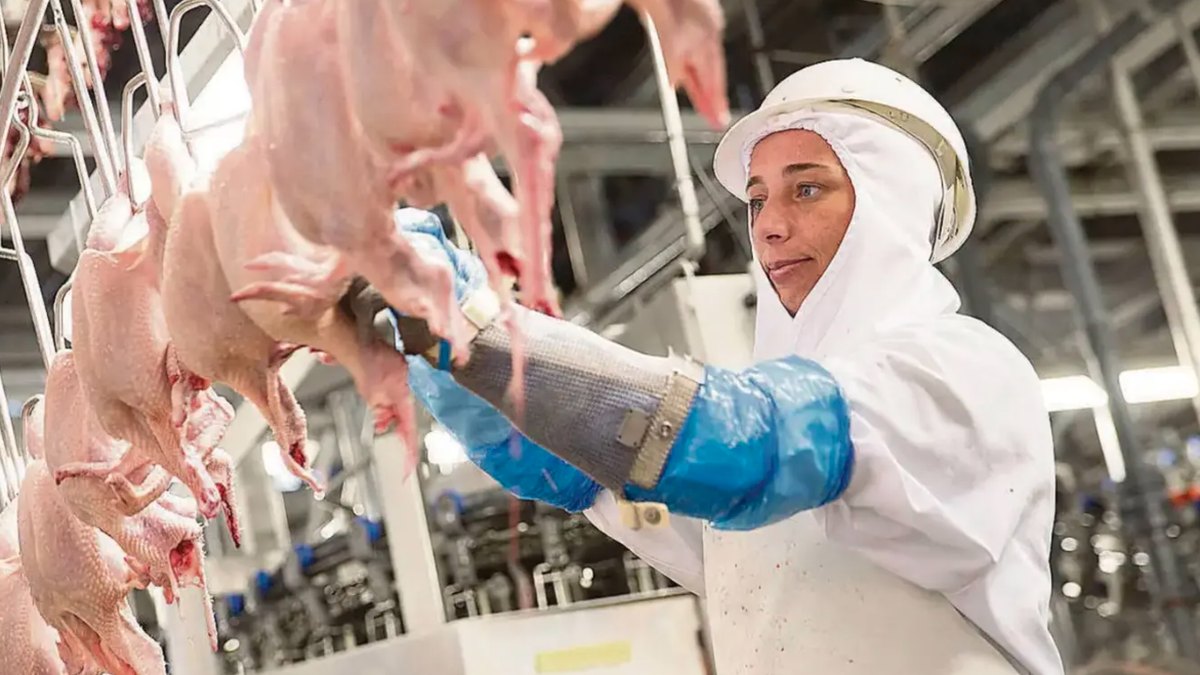 Les poulets Micarna sont distribués dans toute la Suisse depuis l'abattoir de Courtepin FR.