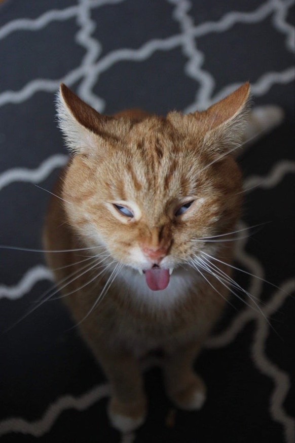 cute news animal cat https://www.reddit.com/r/SneezingCats/comments/dk31na/my_totally_normal_cat/
