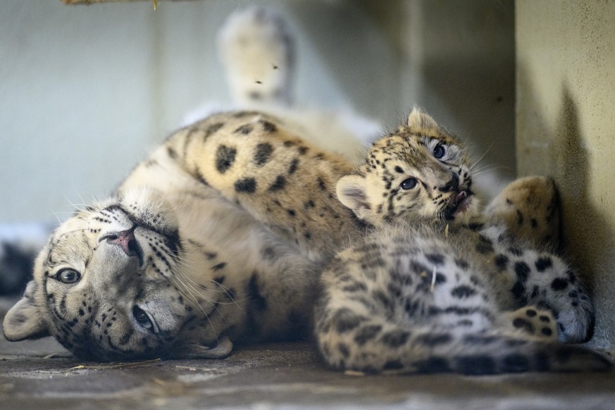 epa10084097 A six weeks old Snow Leopard (Panthera uncia) cub lays next to her three-year-old mother Guilda (L) at the zoo of Servion, in Servion, Switzerland, 21 July 2022. The female Guilda gave bir ...