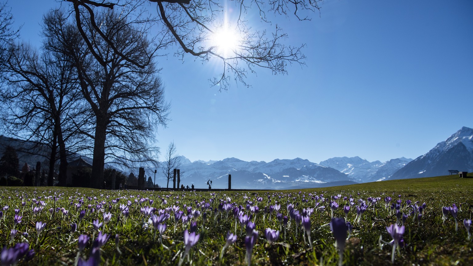 Krokusse bluehen auf einem Rasenplatz im Schadaupark, am Sonntag, 21. Februar 2021, in Thun. (KEYSTONE/Peter Schneider)