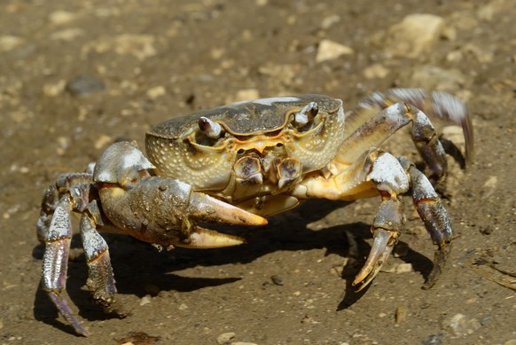 Potamon fluviatile, Potamidae, freshwater crab, Europe, Italy, animal, crustacean, endangered species, Habitats Directive, claw, mountain, nature