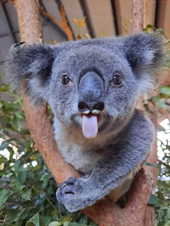 cute news animal tier koala

https://imgur.com/t/cute_animal/EivzcIP