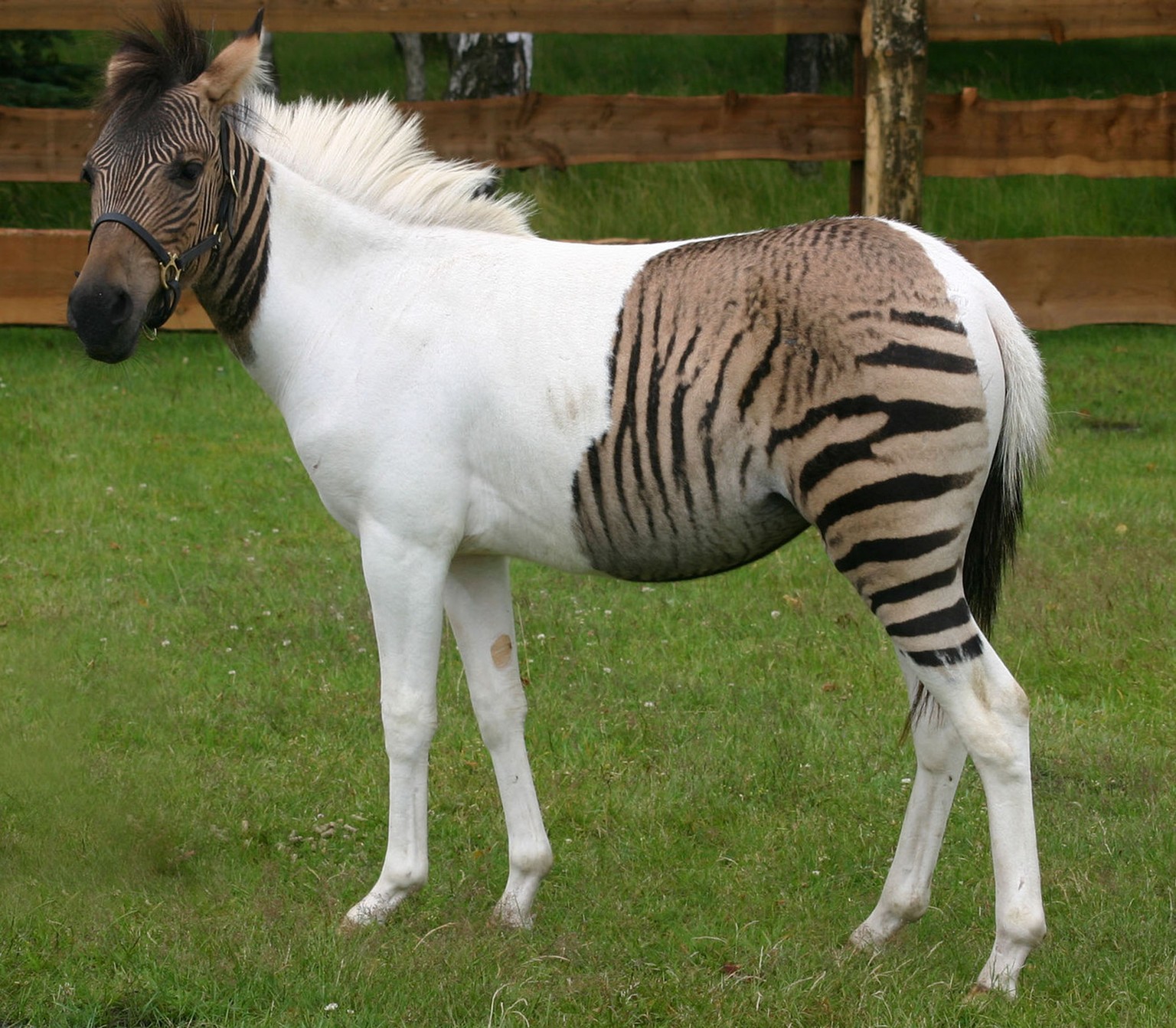 Im Safaripark im deutschen Schloss Holte-Stuckenbrock präsentierte sich Exlyse im Sommer 2007 stolz dem Fotografen. Eclyse ist ein Hebra, das ist eine äusserst seltene Kreuzung zwischen einem Pferdehe ...