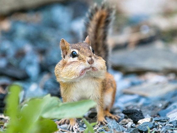 Süsser als diese Eule ist nur das Wochenende – willkommen bei den lustigen Tierbildern
Heute habe ich für dich erstaunte Tiere

&quot;Nüffe, welche Nüffe?&quot;