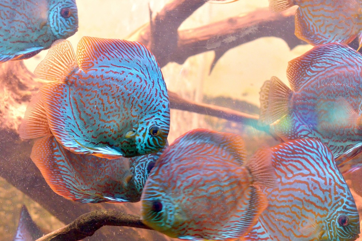 diskusfisch *** discus fish pr8-ge1