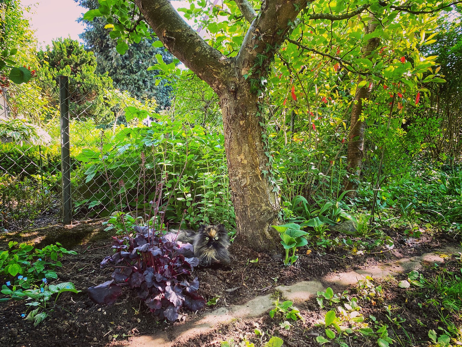 The beautiful Caucasus forget-me-not (Brunnera macrophylla 'Jack Frost') in the lower left of the photo in its first year.  Directly under the apple tree, a hosta, which despite greedy snails, ...