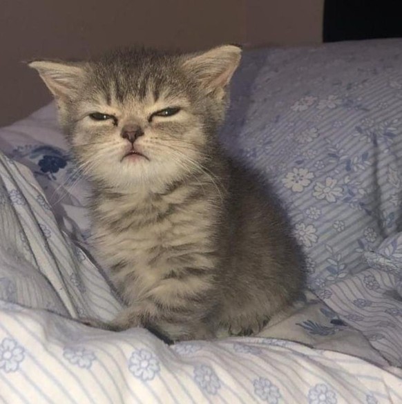 So einen süssen Baby-Otter hast du noch nie gesehen – versprochen! \nOu, mann so früh und du willst schon Babyfotos haben? Na gut