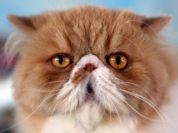 epa05586921 A Persian cat is seen during a cat exhibition in Bishkek, Kyrgyzstan 15 October 2016. Cats owners from Kyrgyzstan and Kazakhstan gathered in Bishkek to show their pets. EPA/IGOR KOVALENKO