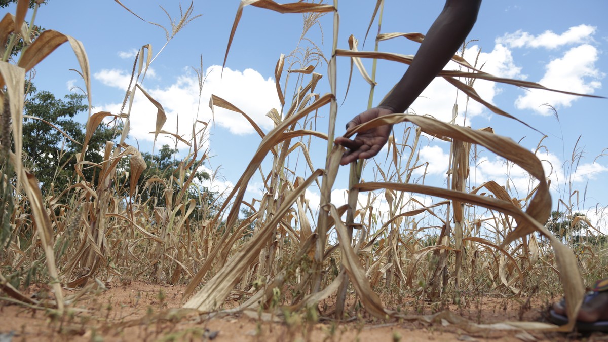 epa07437117 A maize crop completely affected by the lack of enough rains in Mutoko, 150 km east of the capital Harare, Zimbabwe,13 March 2019, (issued 14 March 2019). Most of the country's maize  ...