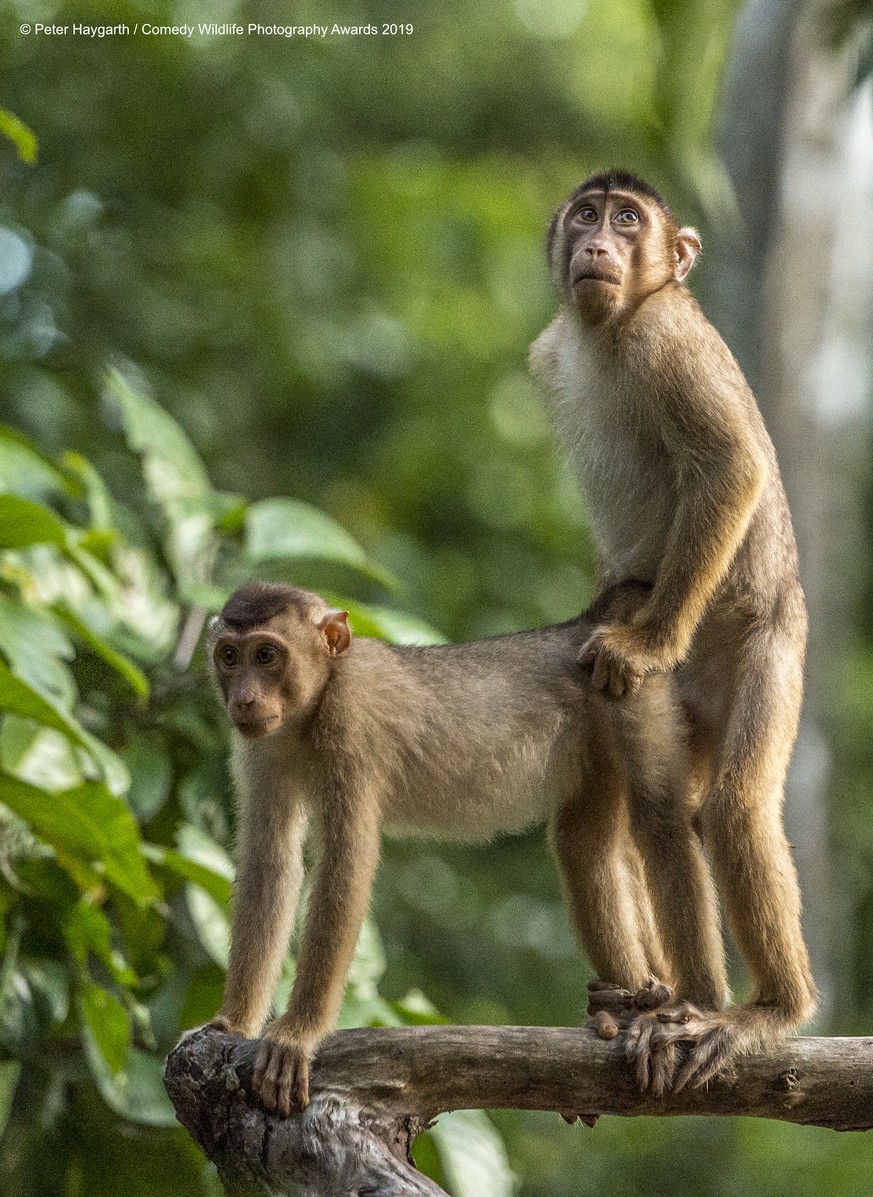 The Comedy Wildlife Photography Awards 2019
Peter Haygarth
Bishop Auckland
United Kingdom
Phone: 07548308000
Email: peterhaygarth@hotmail.com
Title: Caught in the act
Description: Pair of young Pigtai ...