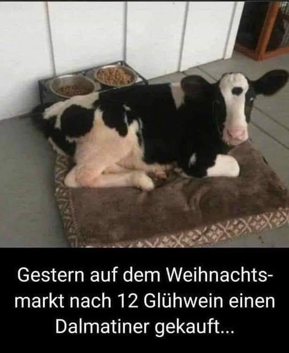 28 Tiere, die zu tief ins Glas geschaut haben
Naja....