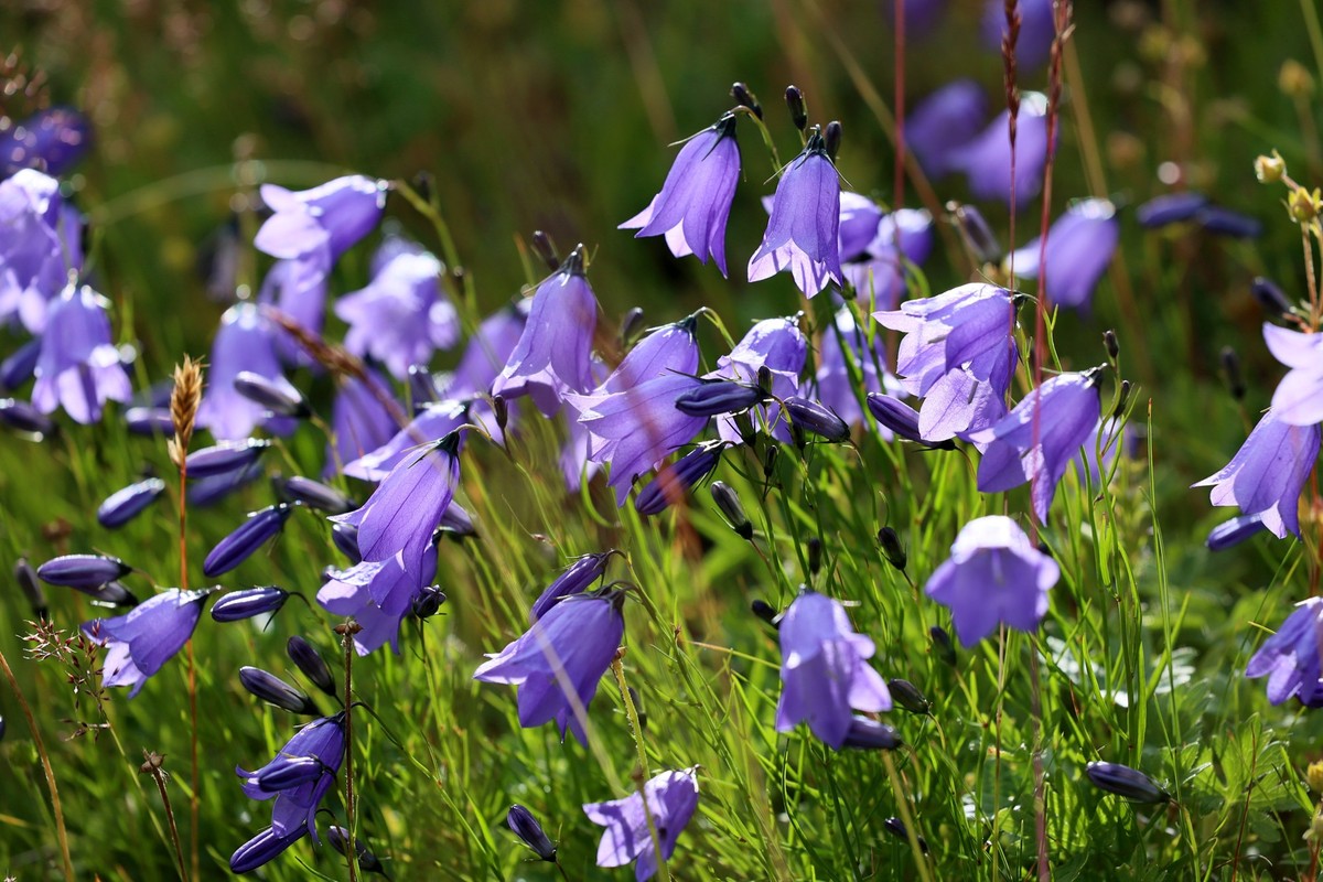 Lila Glockenblumen.