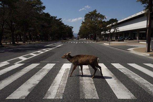 A deer walks across a pedestrian crossing in Nara, Japan, Thursday, March 19, 2020. More than 1,000 deer roam free in the ancient capital city of Japan. Despite the town&#039;s tourism decline, these  ...