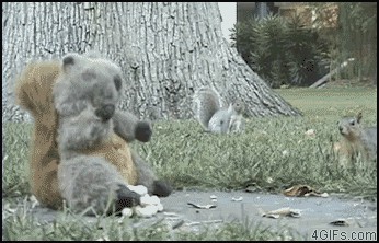 Hasenmaus, Sugar Glider und über 20 weitere Tiere für ganz viel «Jööö!» und «Ahaaa!»
Von wegen dreist. Hier die Karate-Eiche