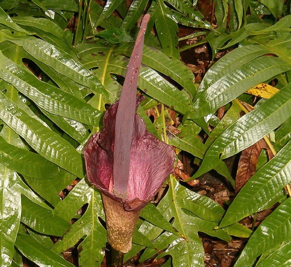 Eine Blüte der Teufelszunge.