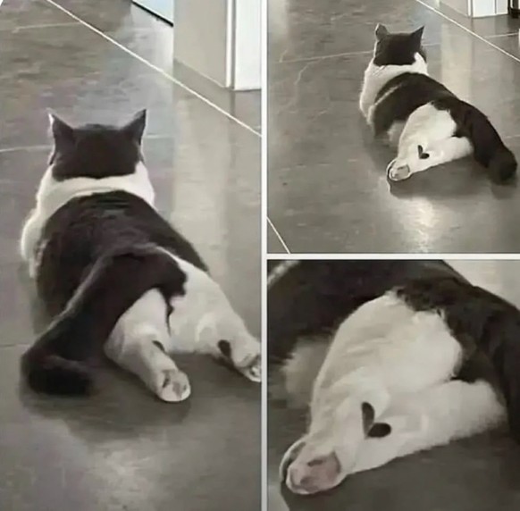 cute news tier katze

https://imgur.com/gallery/heart-pqhgk1r#/t/aww