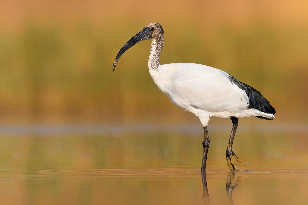 Heiliger Ibis, Pharaonenibis, Pharaonen-Ibis Threskiornis aethiopicus, watet im Flachwasser, Italien, Toskana, Lago Miscelino African sacred ibis Threskiornis aethiopicus, wading in shallow water, Ita ...