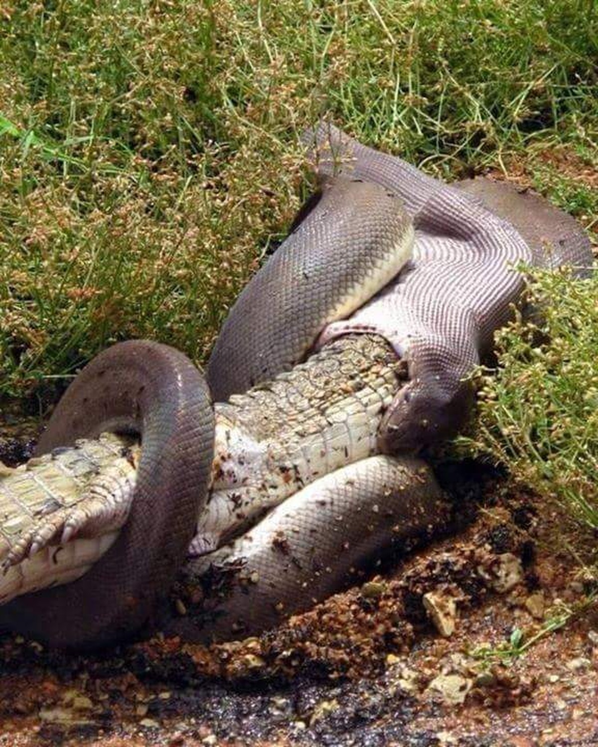 Hier ist das Opfer ein Australien-Krokodil.