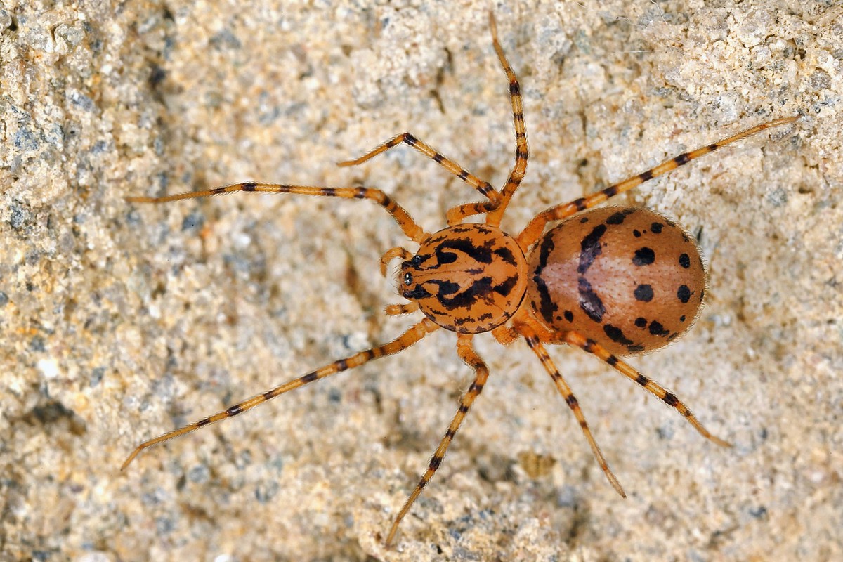 Speispinne, Spei-Spinne, Leimschleuderspinne, Leimschleuder-Spinne (Scytodes thoracica), auf einem Stein, Oesterreich spitting spider (Scytodes thoracica), om a stone, Austria BLWS422625 Copyright: xb ...