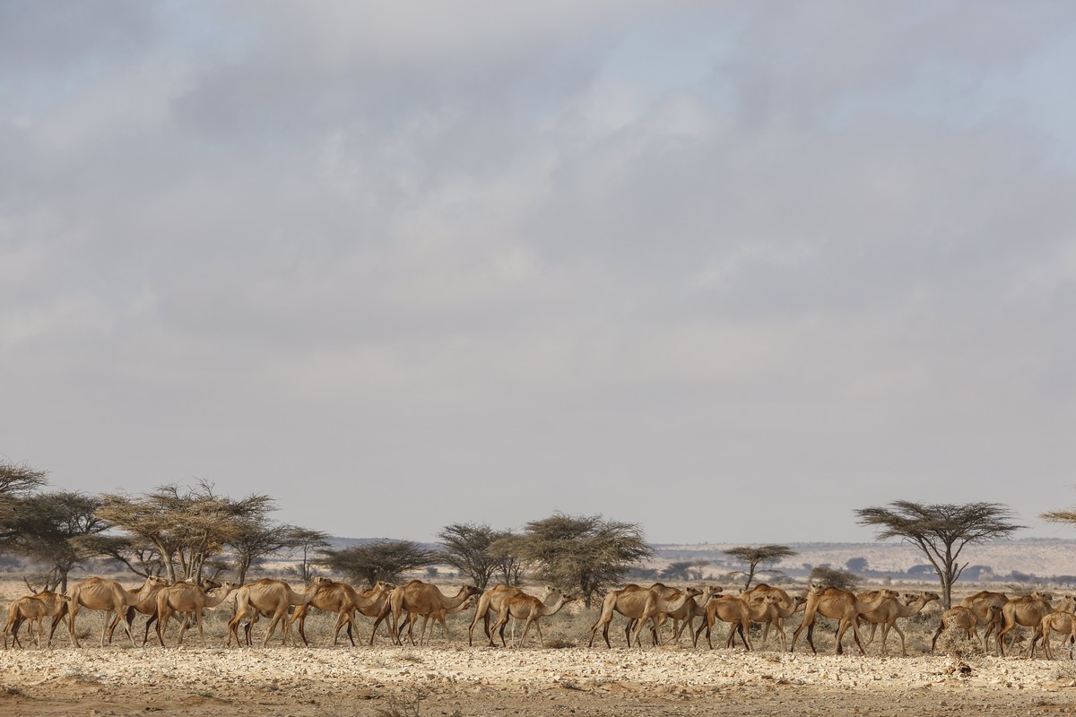 epa05873314 A photograph made available on 27 March 2017 shows a herd of camels passing by an Internally Displaced Person (IDP) camp in the outskirts of Qardho in Somalia's semi-autonomous region ...