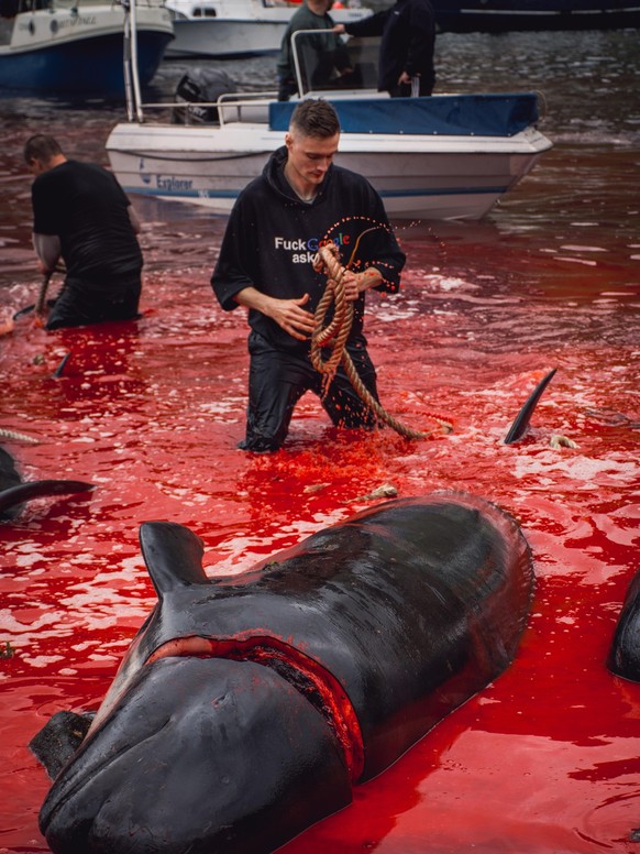 Grindadrap oder traditionelle Schlachtung von Grindwalen, Färöer-Inseln, Dänemark, Europa *** Grindadrap or traditional slaughter of pilot whales, Faroe Islands, Denmark, Europe Copyright: imageBROKER ...