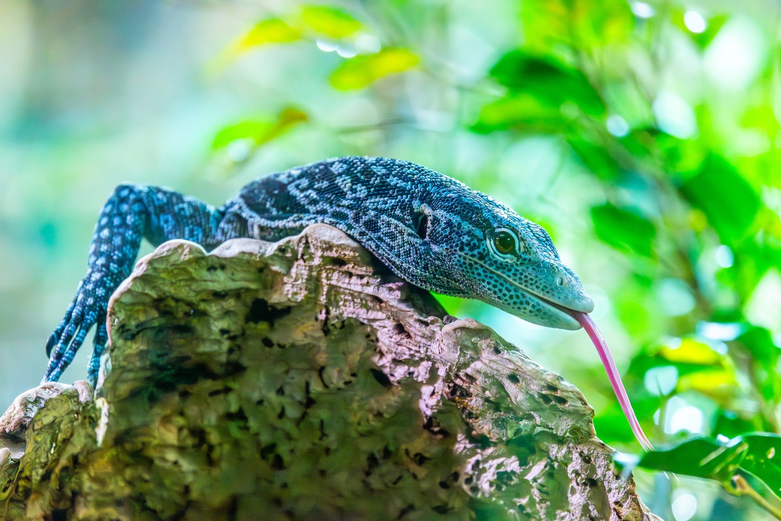 Blauer Baumwaran Varanus macraei im Zoo Zürich