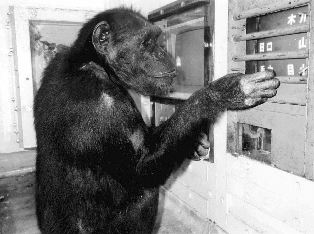 FILE--Chimpanzee Ai arranges cutouts of Japanese characters at Kyoto University's Primate Research Institute in Inuyama, central Japan, in this September, 1993 file photo. The 21-year-old "g ...