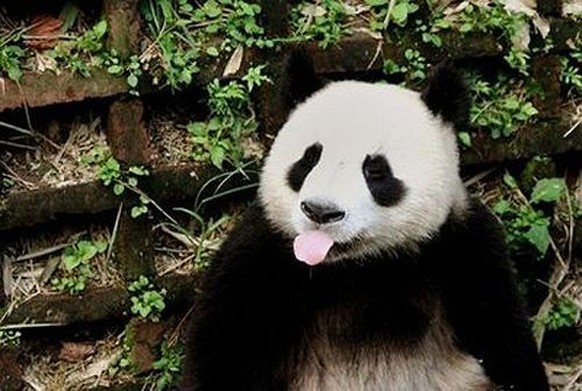 cute news tier panda

https://ch.pinterest.com/pin/407857309974628824/