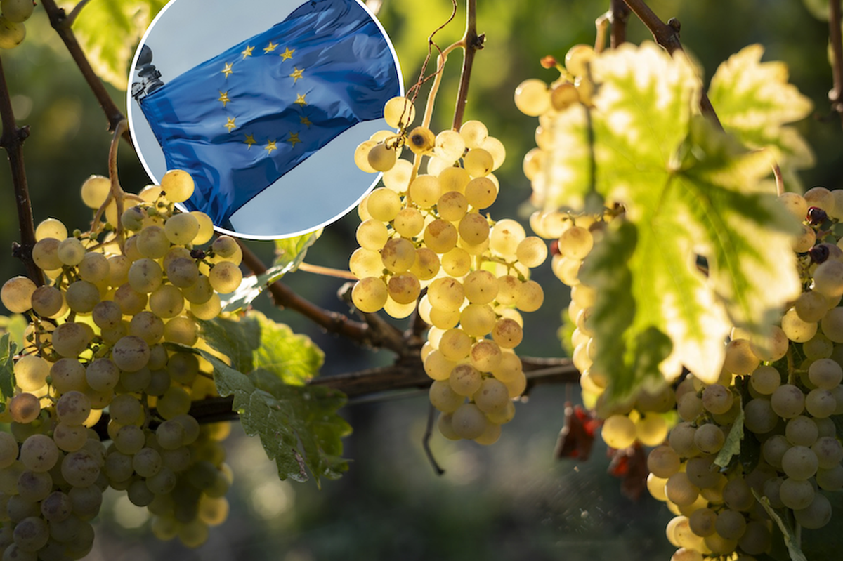 Une nouvelle norme alignée sur les standards européens met les vignerons suisses dans la mouise.