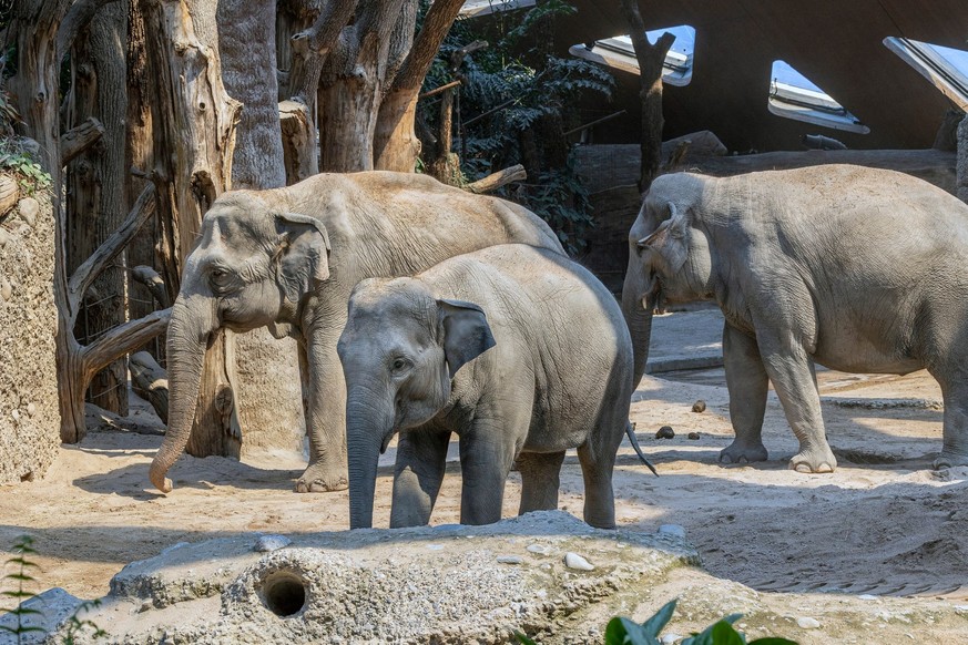 Der Zoo Zürich schreibt: «Ruwani war unser erster Elefant in dritter Generation im Zoo. Hier die ganze Familie mit Ruwani (vorne), Grossmutter Ceyla-Himali (l.) und Mutter Farha. »