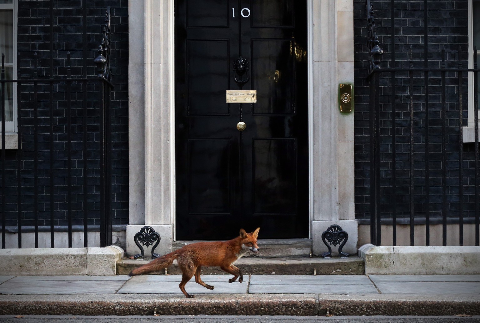 Ein Fuchs trabt am 30. März 2015 seelenruhig vor Downing Street 10 in London, dem Amtssitz des britischen Premiers, vorbei.