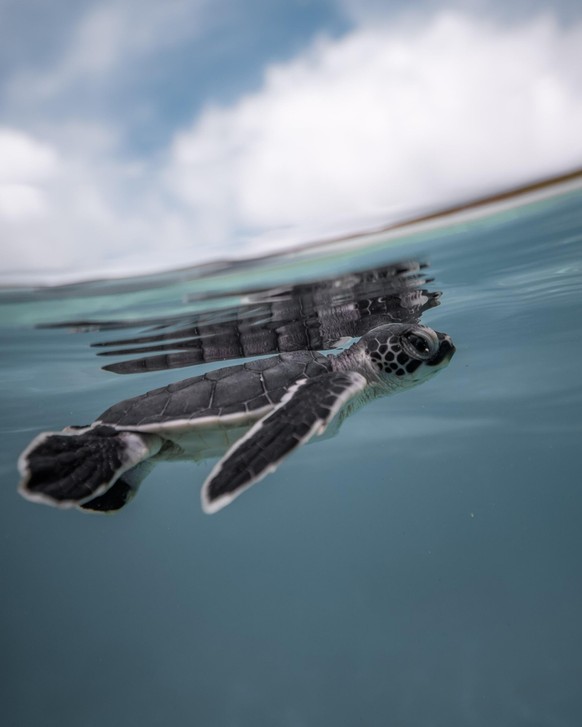 Unter Wasser: Schildkröten-Foto