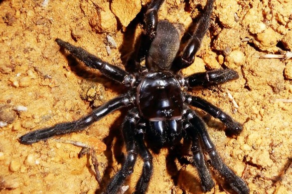 Die älteste Spinne der Welt ist tot. Die weibliche Falltürspinne, die bei einer Langzeitstudie in Australien beobachtet wurde, starb im hohen Alter von 43 Jahren, wie die Forscher am Montag mitteilten ...