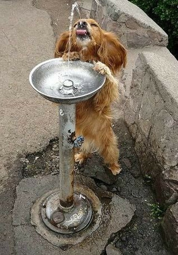 cute news tier hund

https://ch.pinterest.com/pin/469289223688392606/