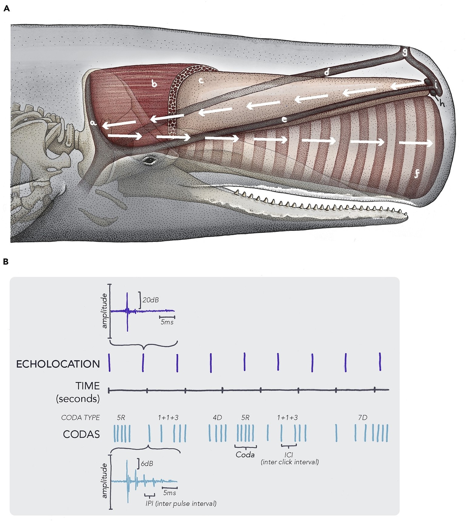 Sperm whale bioacoustic system
https://www.sciencedirect.com/science/article/pii/S2589004222006642