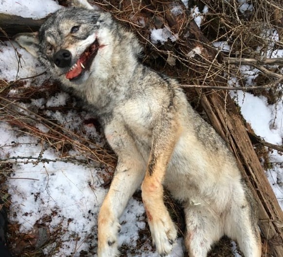 Der Wolf starb durch einen Schuss