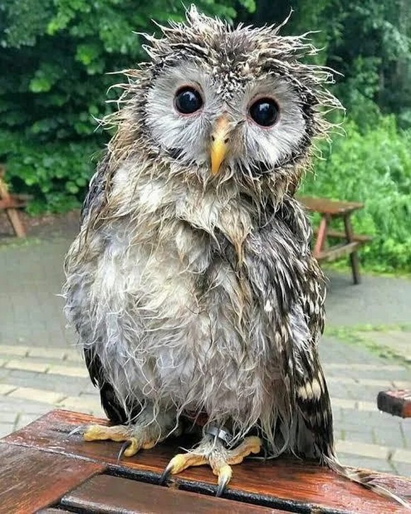 cute news tier eule

https://www.reddit.com/r/FunnyAnimals/comments/15l7rj9/wet_owls/