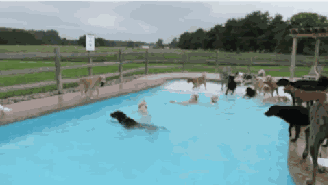 Animiertes GIF