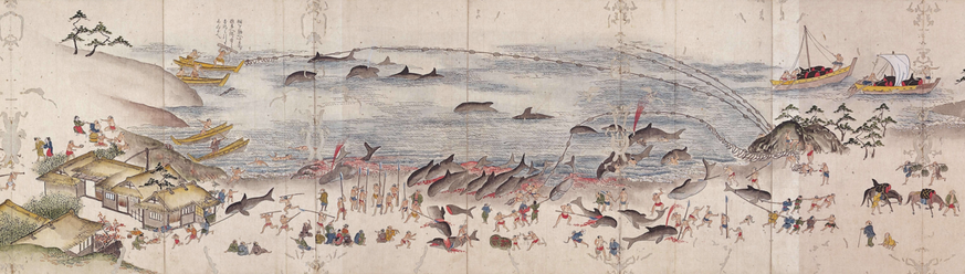 dolphin catch in Japan.  dolphin hunt.