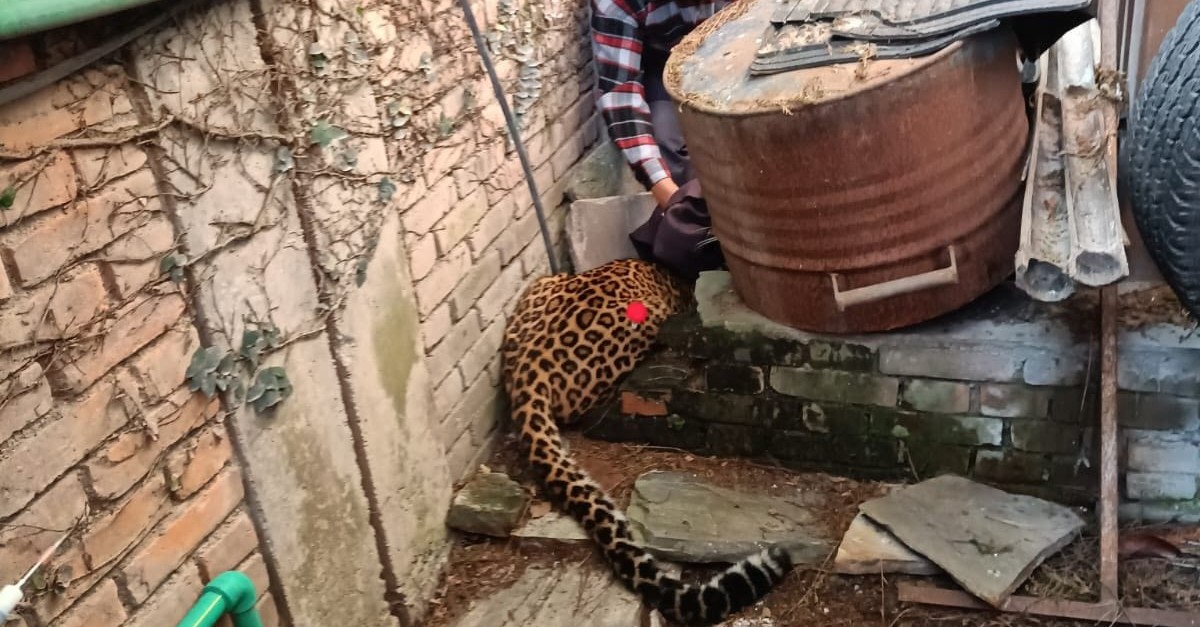 leopard-bricht-auf-gel-nde-der-schweizer-botschaft-ein