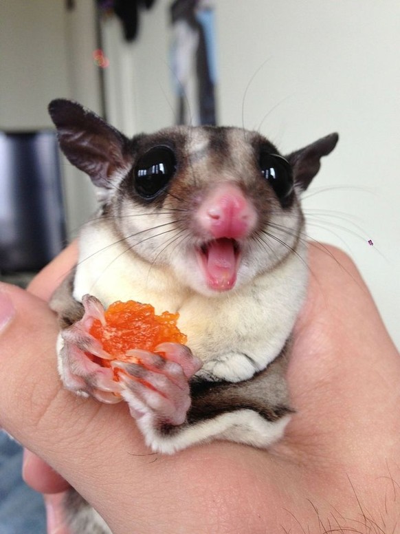 Sugar Glider
Cute News
https://imgur.com/gallery/AwCqw