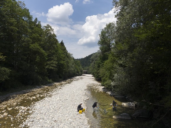 Thomas Maurer, Berner kantonaler Fischereiaufseher (Emmental), rechts, Res Luethi, Mitglied fischereiverein Oberemmental-Langenau, Mitte, und Jan Schellenberg, Praktikant im Fischereiinspektorat des K ...