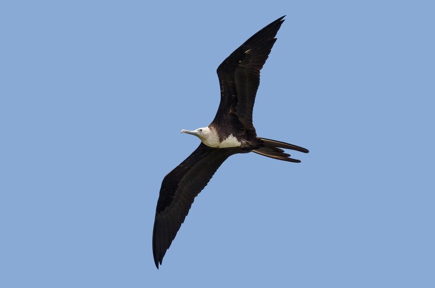 Fregattvogel